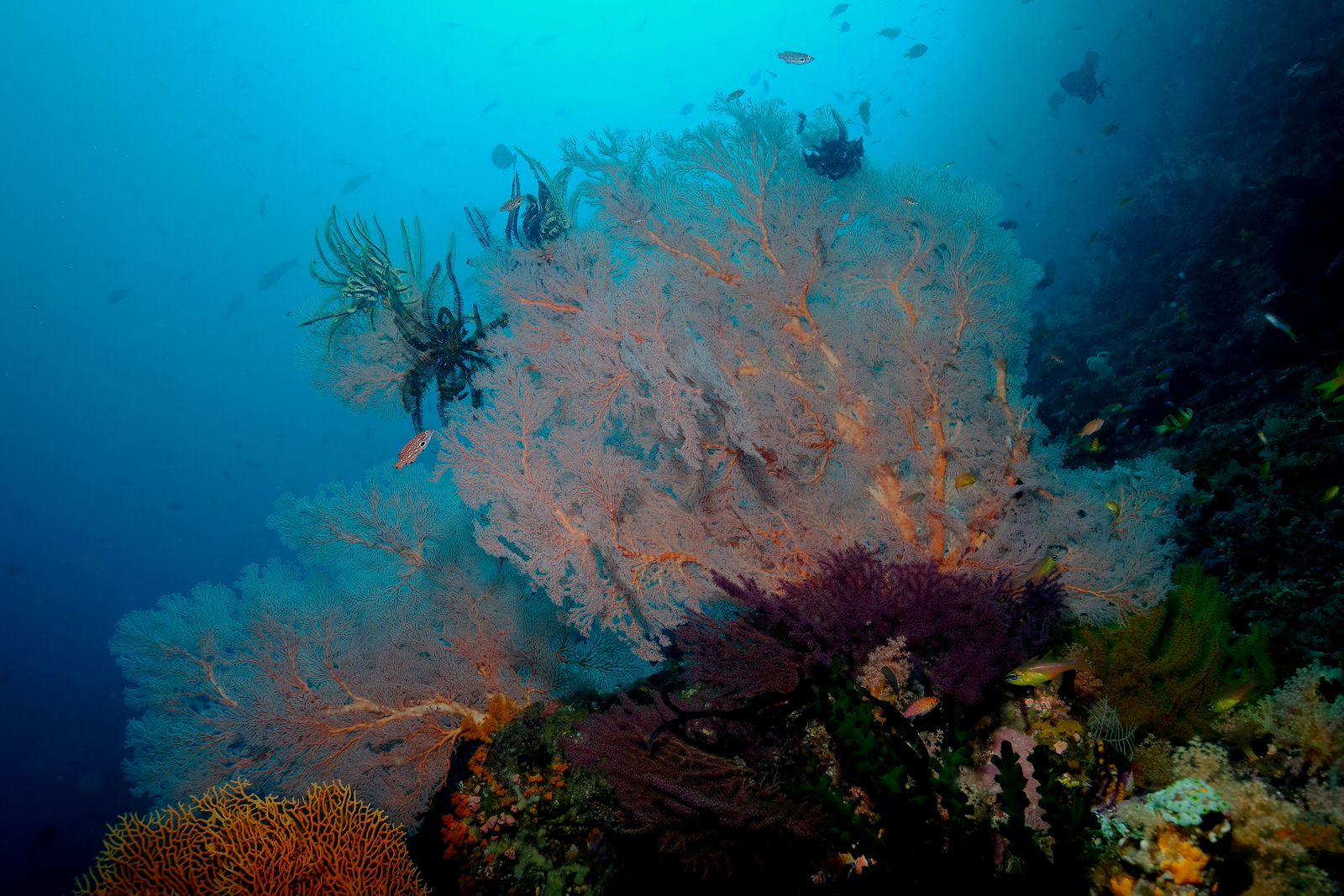 Diving Halmahera & Explore Marine Life | Jakare Liveaboard