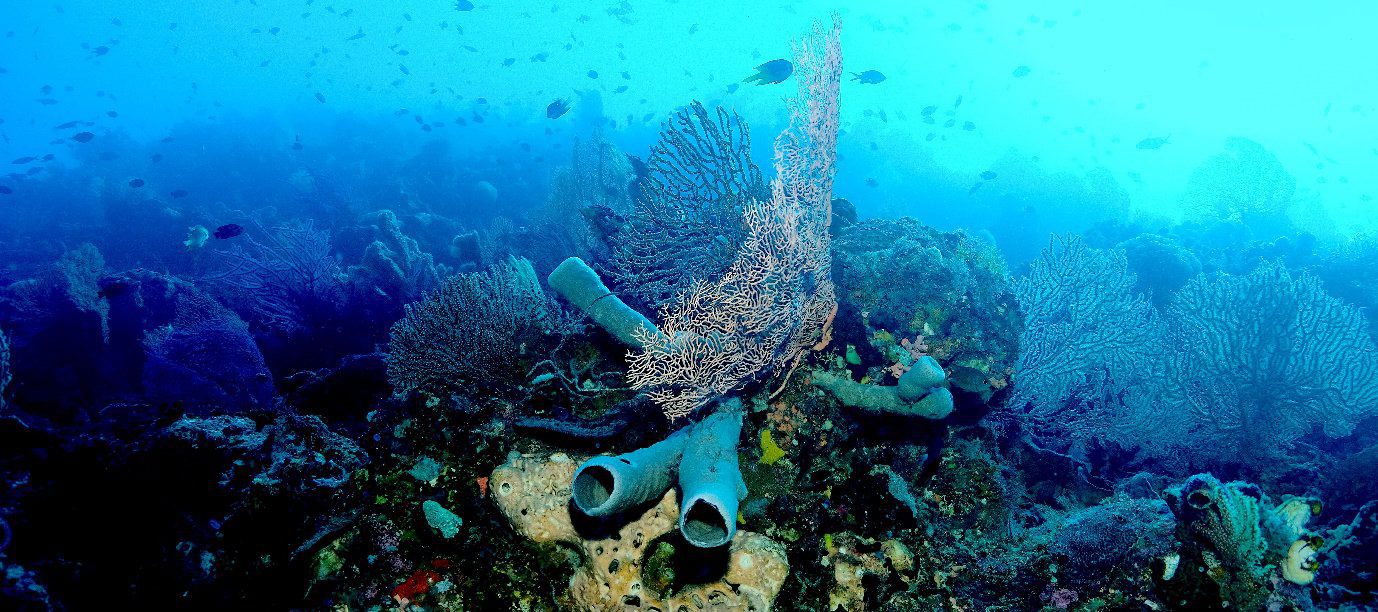 Discover the diversity of coral reefs through snorkeling at Wakatobi Marine National Park with Jakare yacht.