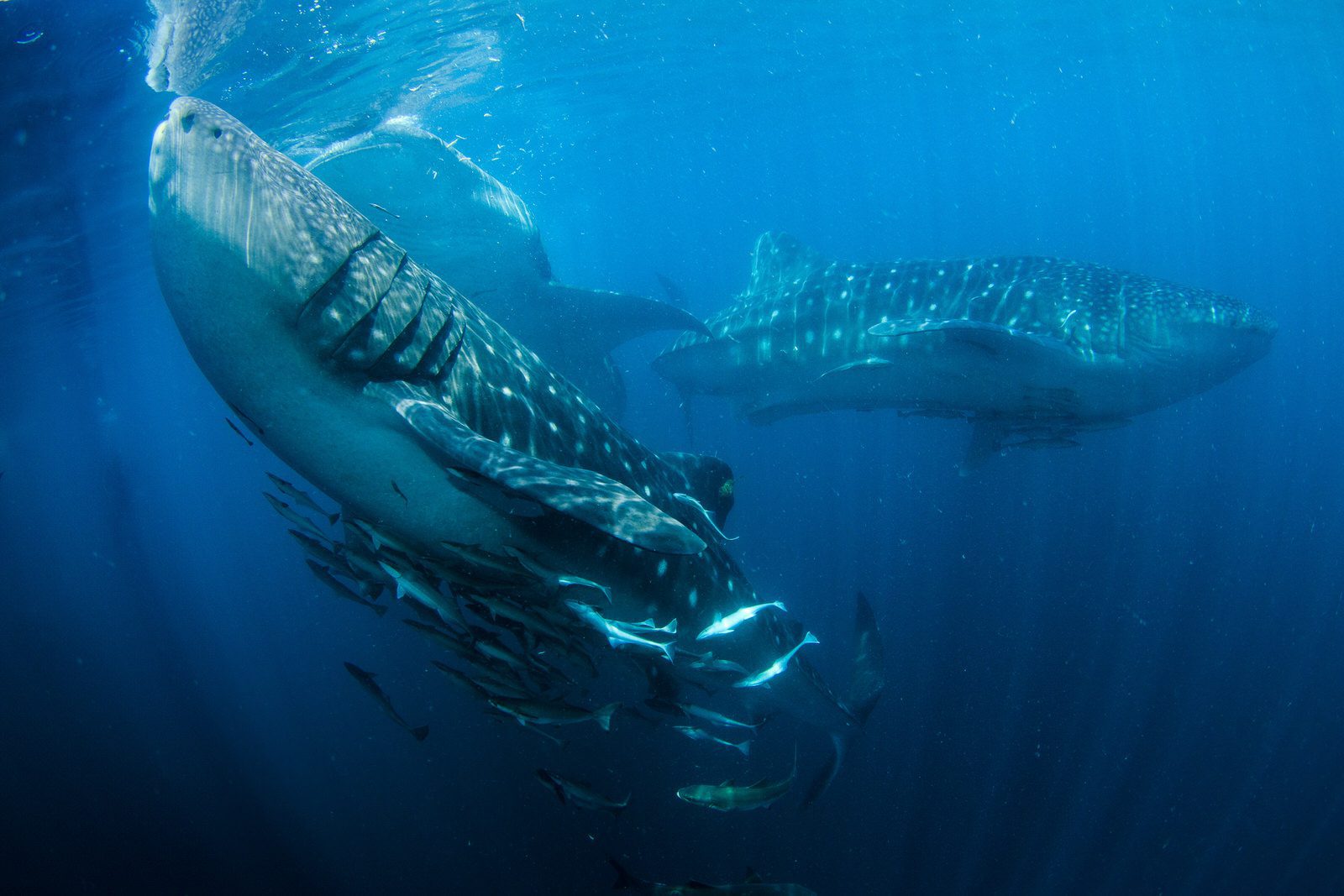 Triton bay whale shark