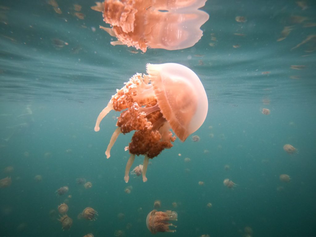 jakare-liveaboard-halmahera-jellyfish-lake-2-of-9-1024x768