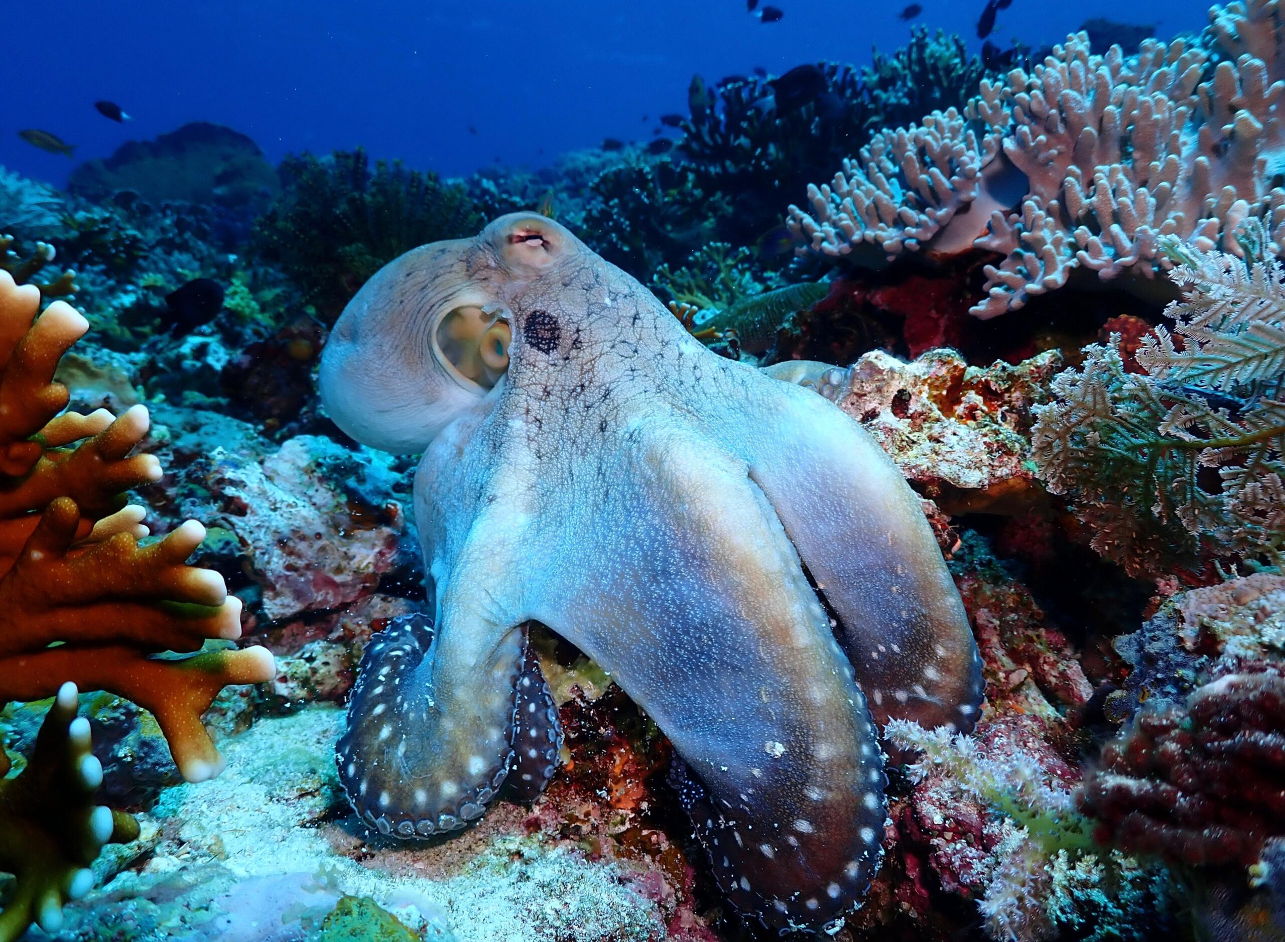 Day Octopus in Mawan | Jakare Liveaboard
