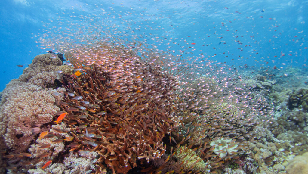Rich Healthy Komodo Marine Biodiversity 
