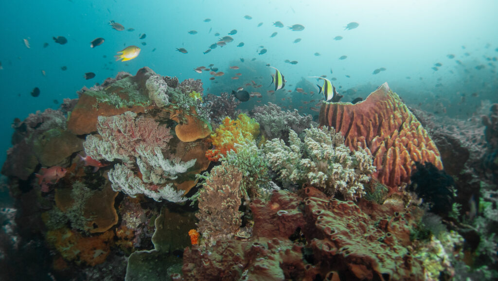 Komodo Marine Biodiversity | Jakare Liveaboard