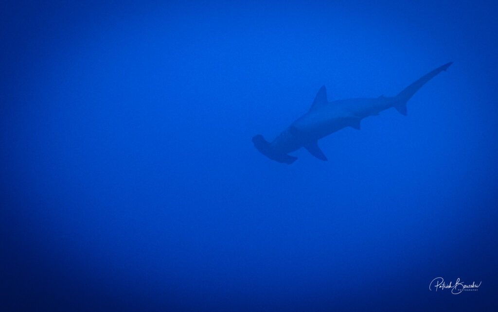 The Rare Hammerhead Shark | Jakare Liveaboard