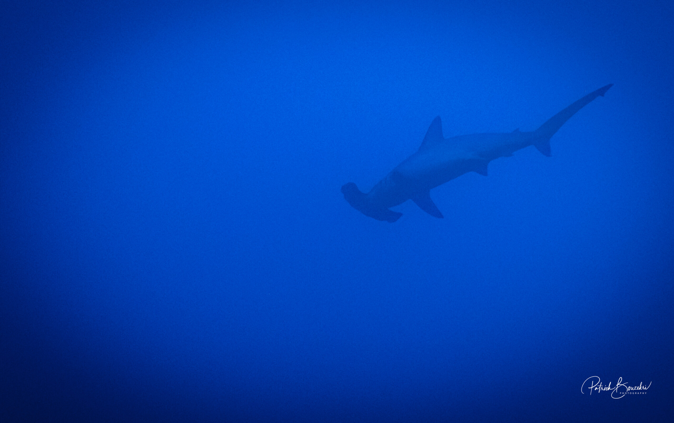 The Rare Hammerhead Shark | Jakare Liveaboard