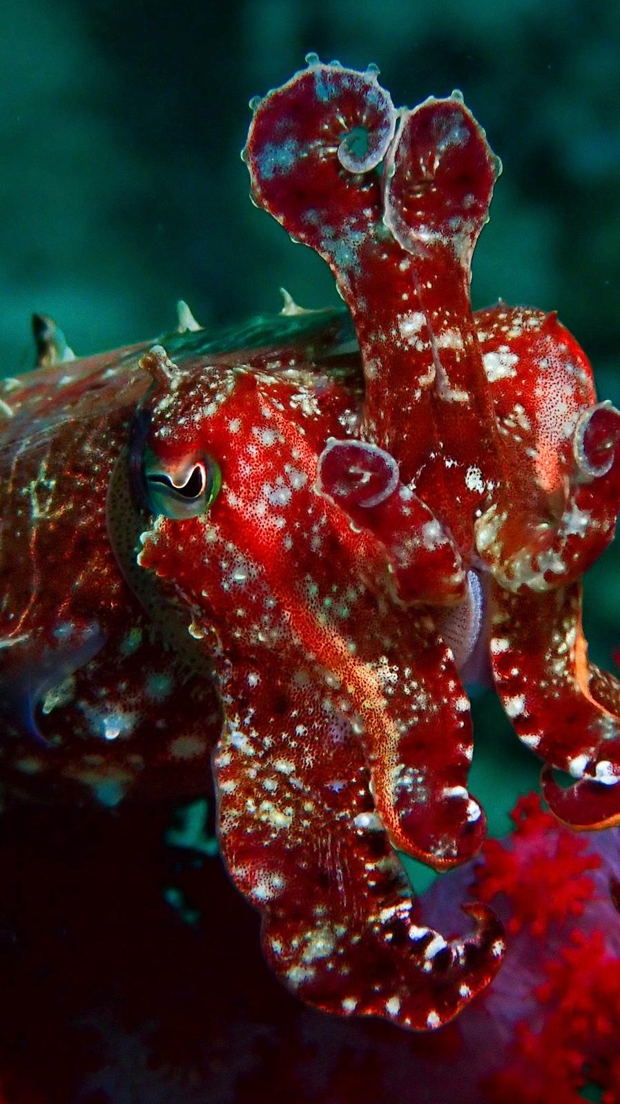 Cuttlefish Spotted in Komodo | Jakare Liveaboard