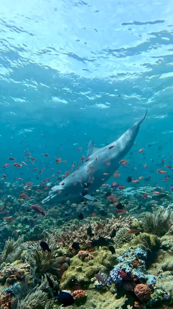 Dolphin in Komodo Island | Jakare Liveaboard