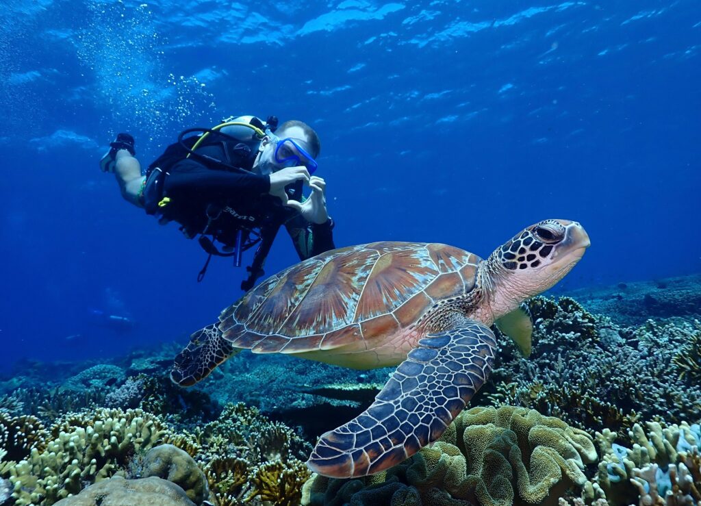 Green Turtle in Mawan Komodo | Jakare Liveaboard