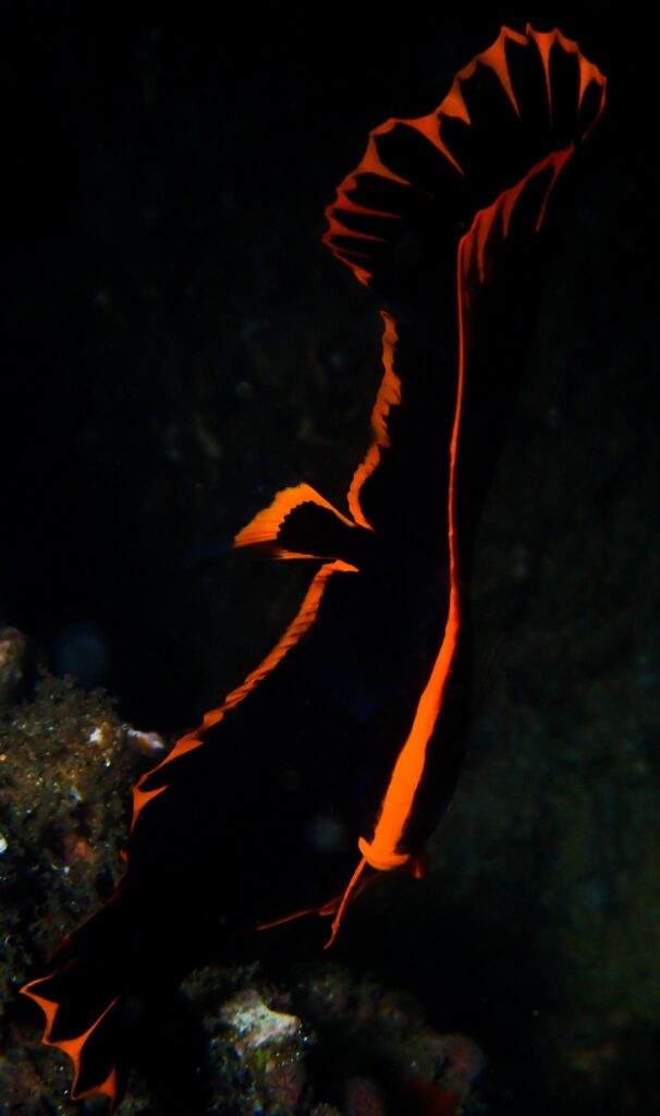 Juvenvile Spadefish | Jakare Liveaboard