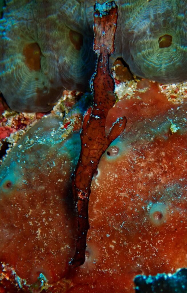 Robust Ghost Pipefish | Jakare Liveaboard 