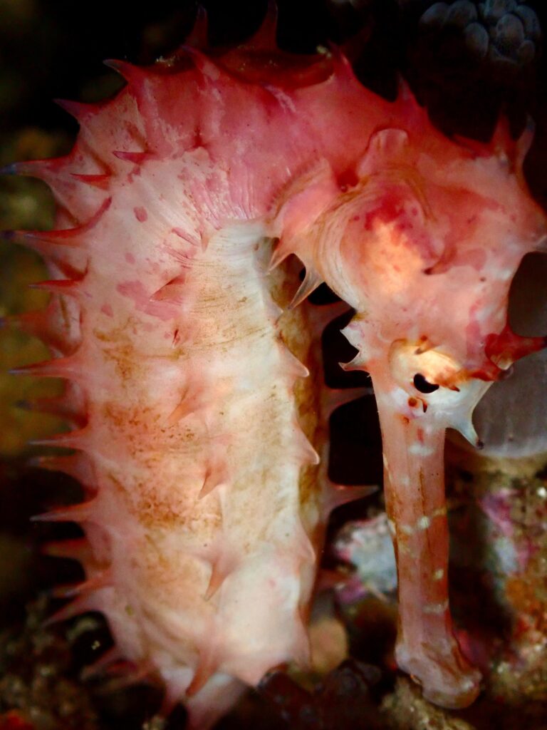 Seahorse in Komodo | Jakare Liveaboard