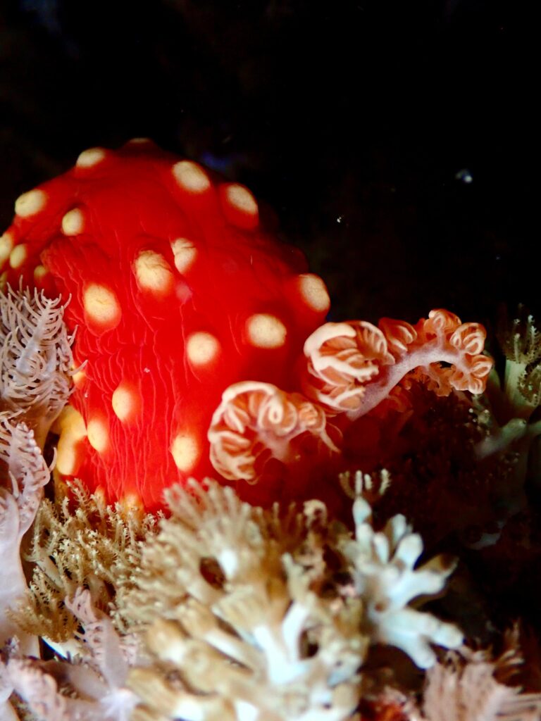 Strawberry Nudibranch in Komodo | Jakare Liveaboard