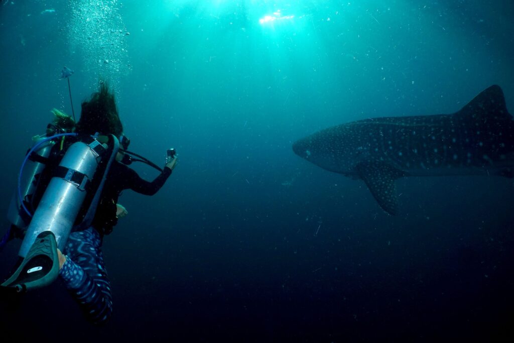 Diving with Whale Shark in Sumbawa | Jakare Liveaboard