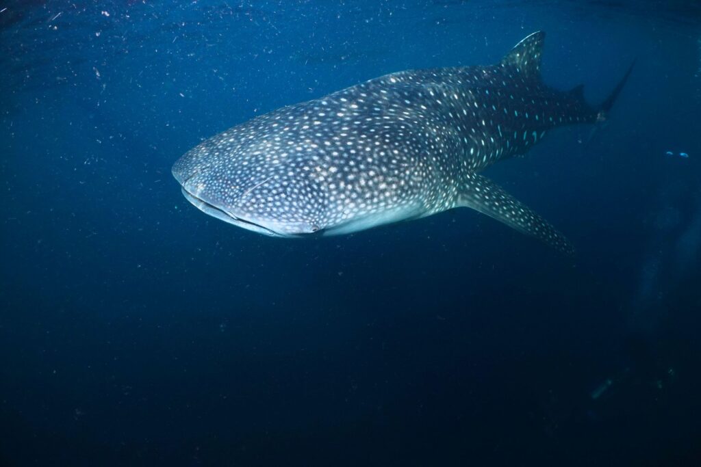 Whale Shark in Sumbawa | Jakare Liveaboard