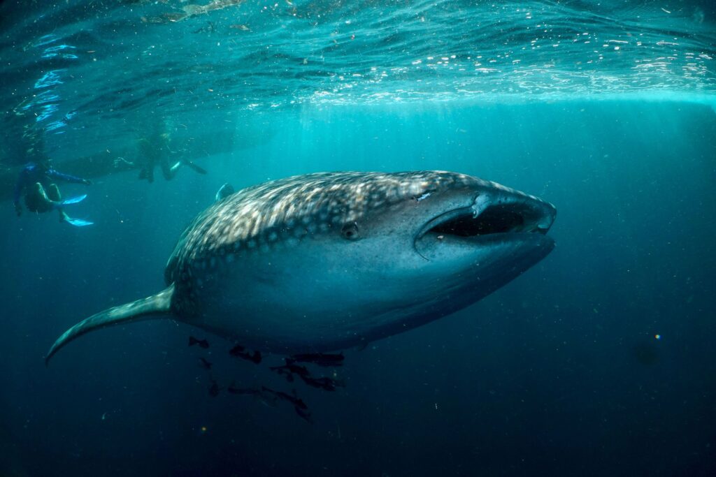 Wildlife Highlights in Komodo and Sumbawa | Jakare Liveaboard