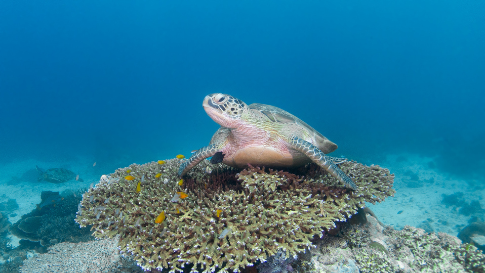 Sea Turtle of Komodo | Jakare Liveaboard