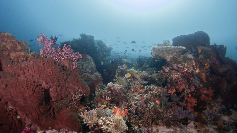 Komodo Underwater Scenery | Jakare Liveaboard