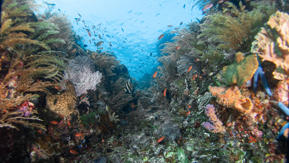 | Jakare Liveaboard