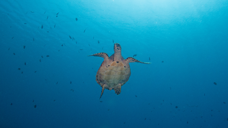 Wildlife Highlights in Komodo and Sumbawa | Jakare Liveaboard
