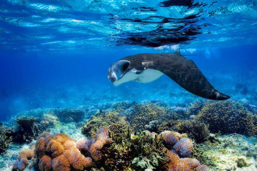 Manta Ray in Komodo | Jakare Liveaboard