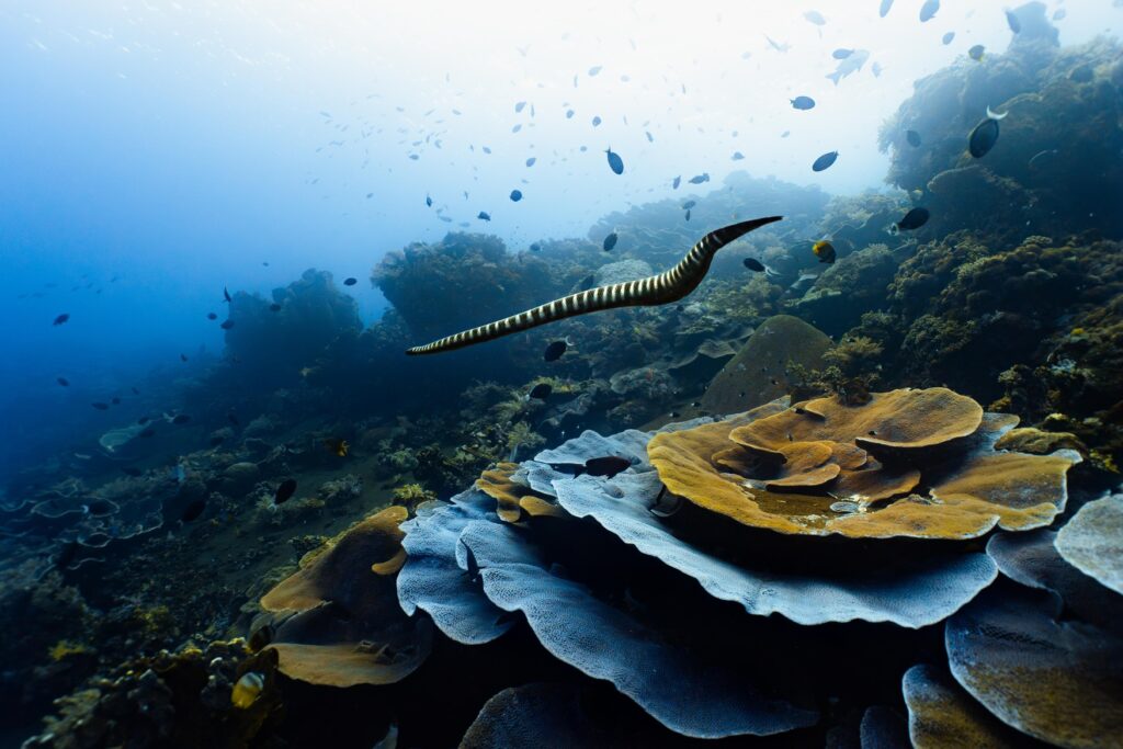 Sea Snake of Banda Sea | Jakare Liveaboard