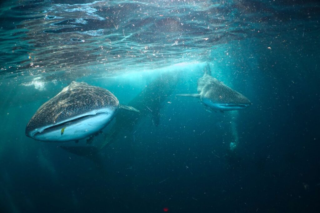 Whale Shark in Saleh Bay | Jakare Liveaboard