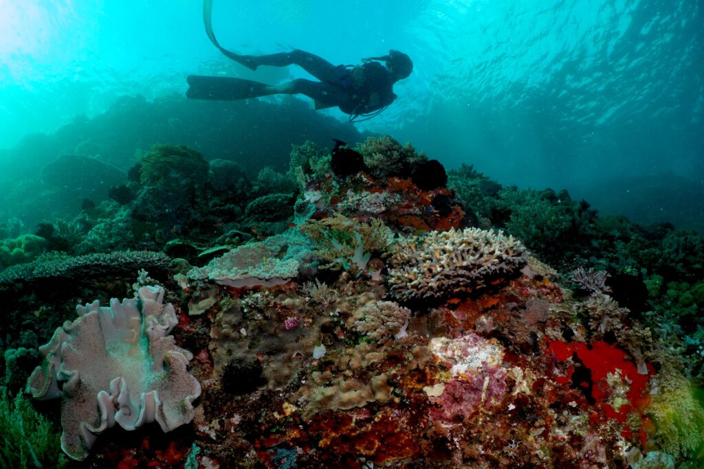 Diving in Komodo Island and Sumbawa | Jakare Liveaboard