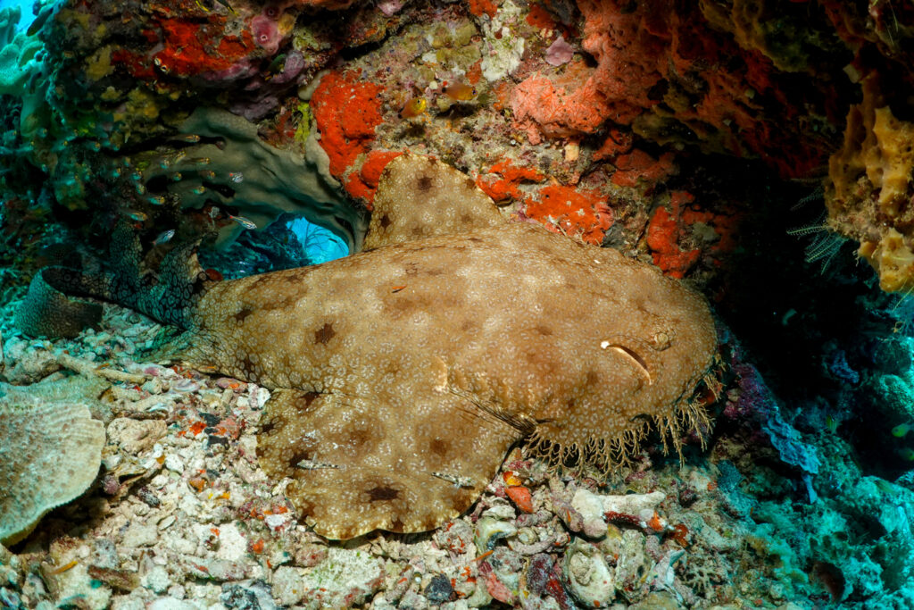 Taselled Wobbegong Shakrs | Jakare Liveaboard