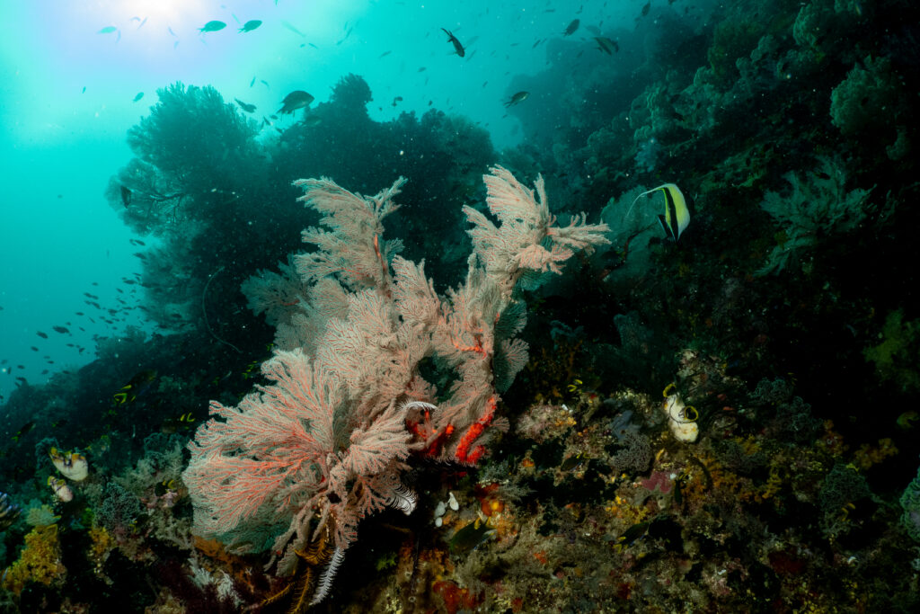 Diving in Raja Ampat | Jakare Liveaboard