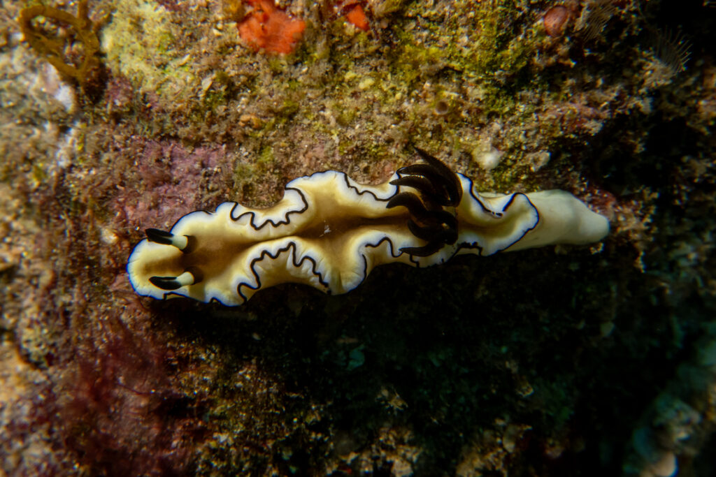 Nudibranch by Jakare Liveaboard