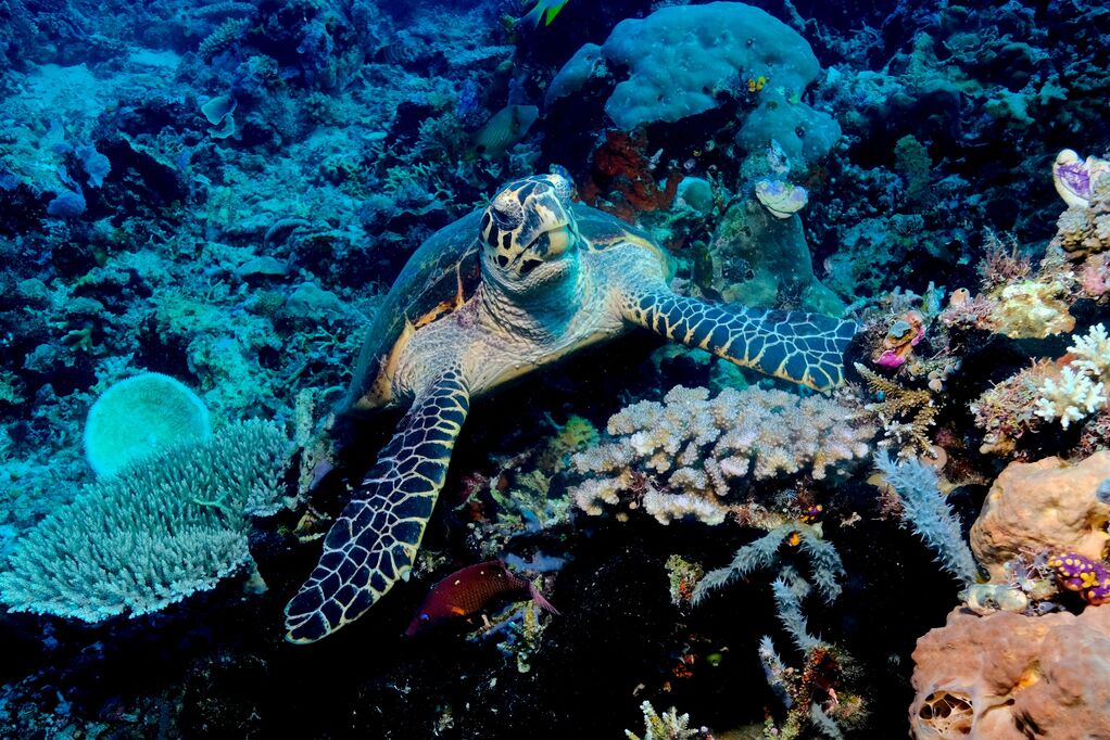 Hawksbill Turtle by Jakare Liveaboard
