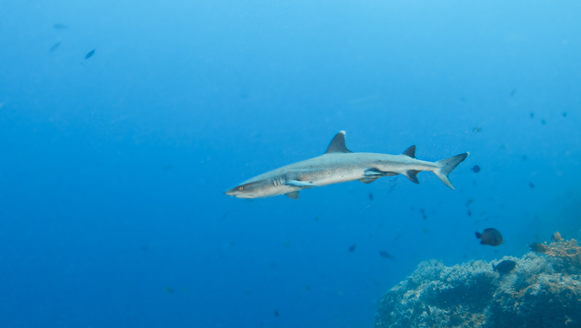 Black Tip Reef Shark | Jakare Liveaboard