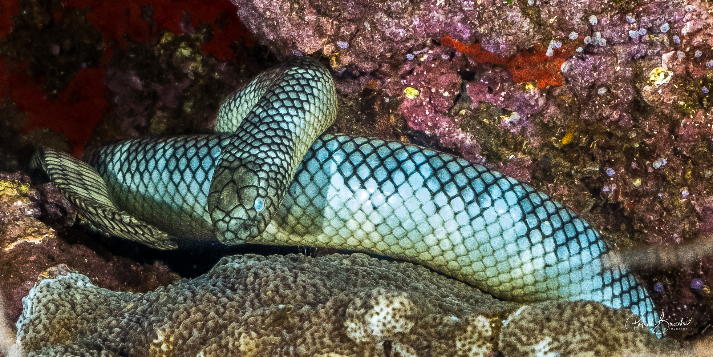 Sea Snake of Banda Sea | Jakare Liveaboard