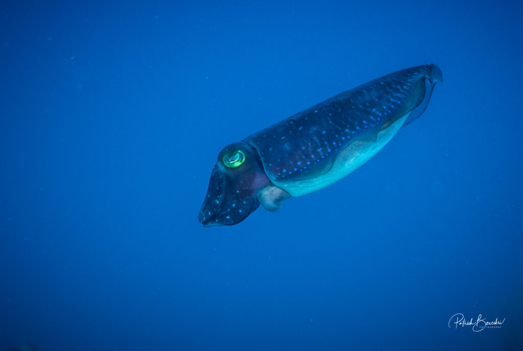 Cuttlefish | Jakare Liveaboard