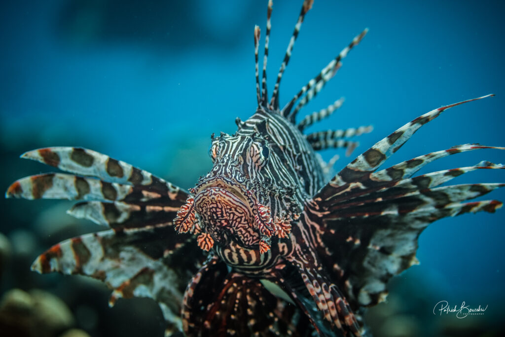 Scorpionfish by Jakare Liveaboard