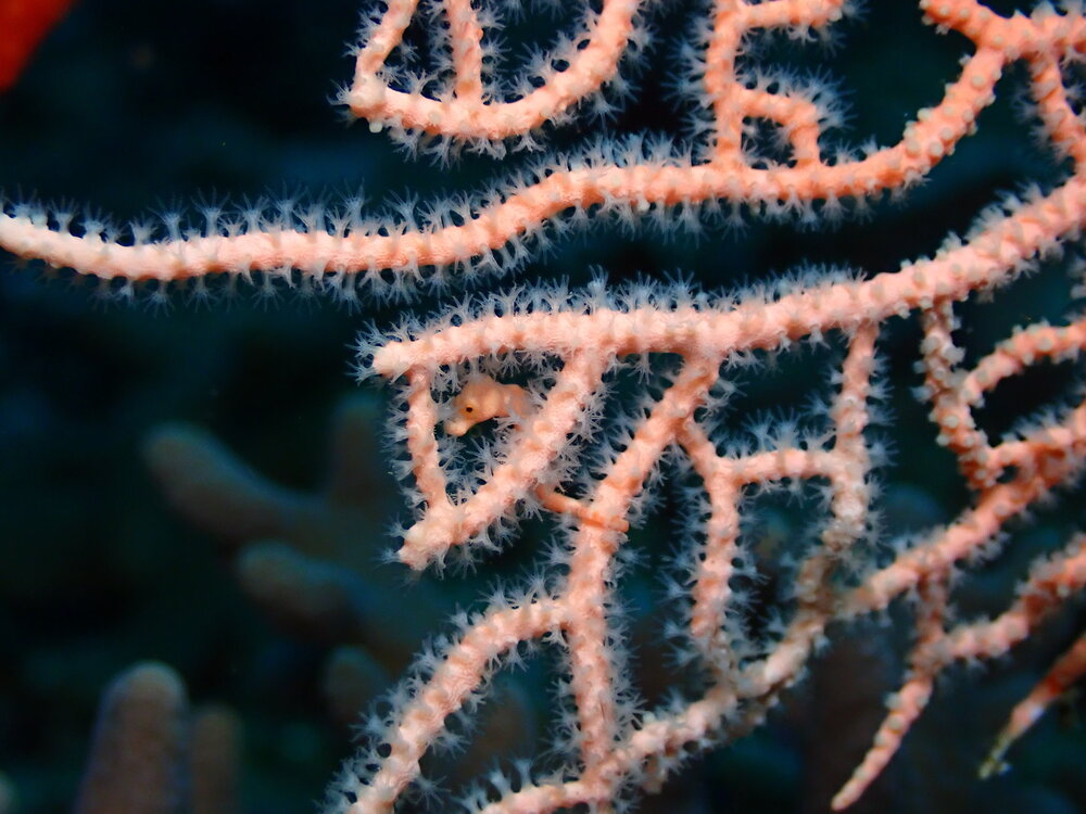 Pygmy Seahorse by Jakare Liveaboard