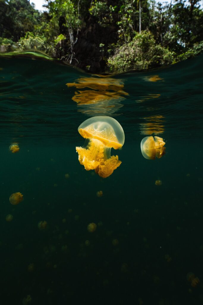Stingless Jellyfish of Raja Ampat | Jakare Liveaboard