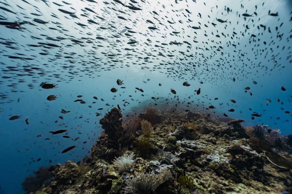 Diving in Raja Ampat | Jakare Liveaboard