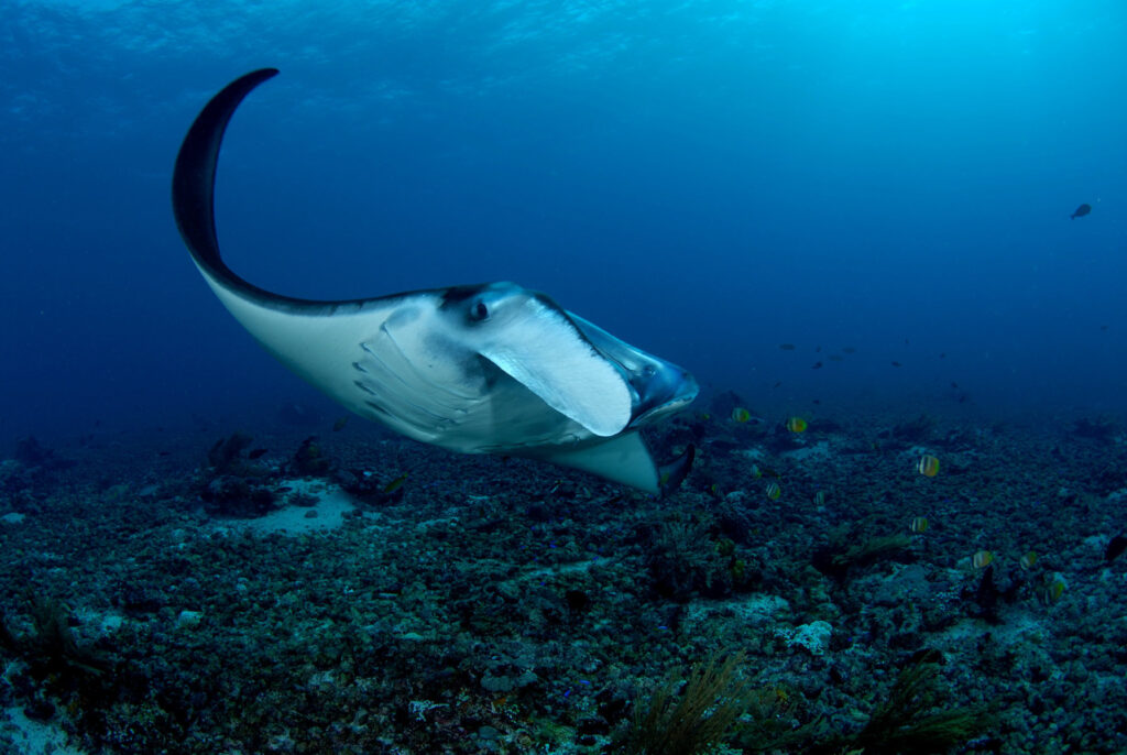 Manta Ray in Raja Ampat | Jakare Liveaboard