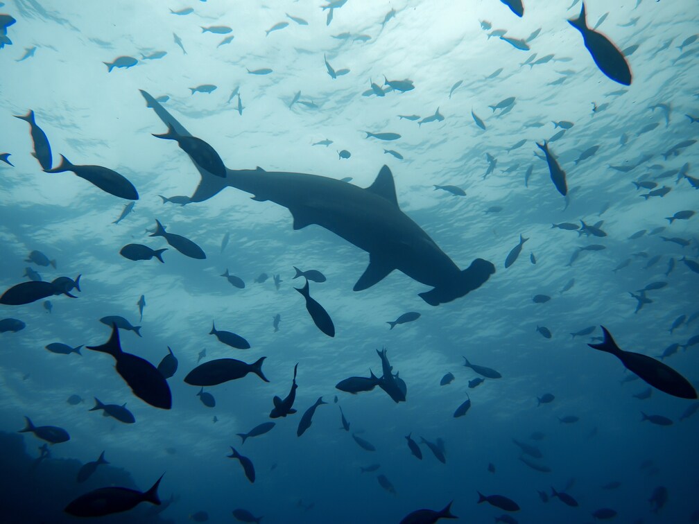 Hammerhead Shark | Jakare Liveaboard
