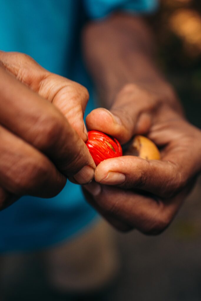 Nutmeg from Banda Island | Jakare Liveaboard