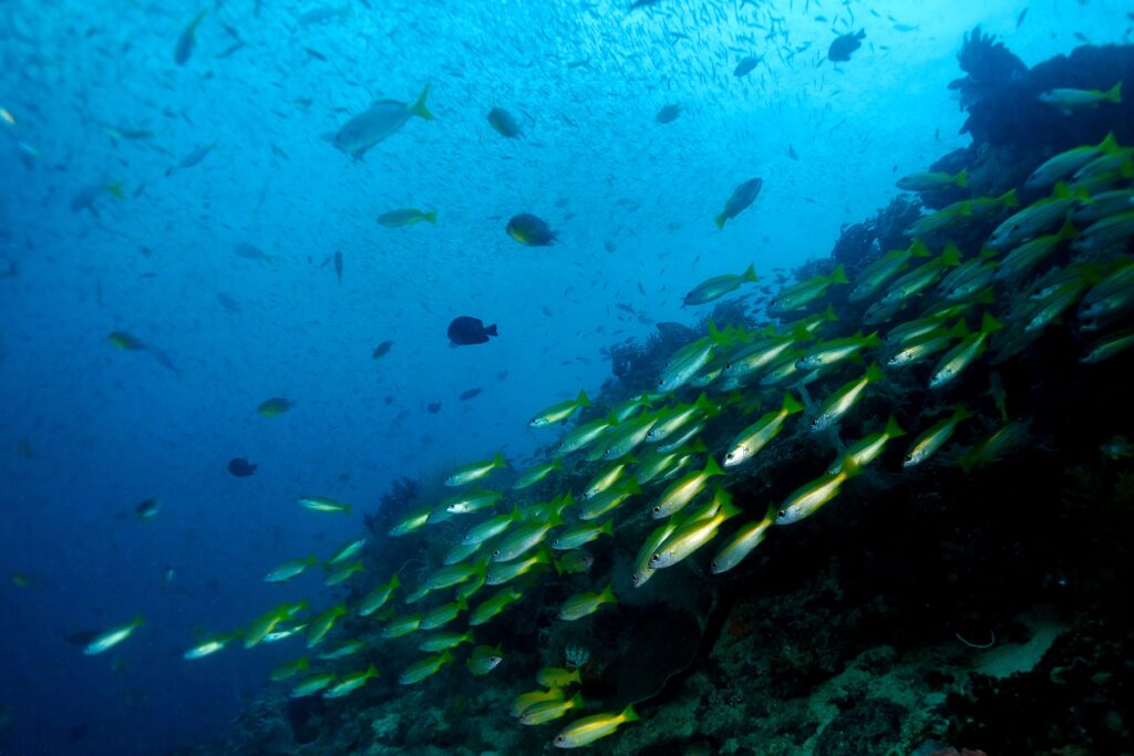 The Thriving Underwater Environment of Banda Sea | Jakare Liveaboard