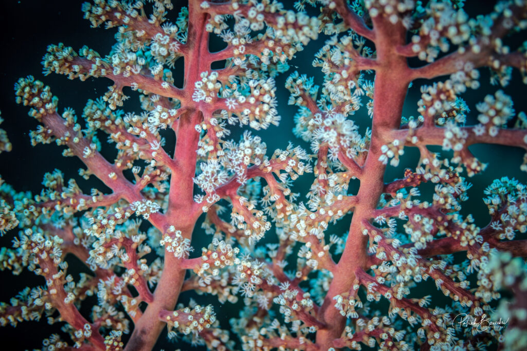 The Beautiful Corals Founded in Manuk Dive Site Banda Islands | Jakare Liveaboard
