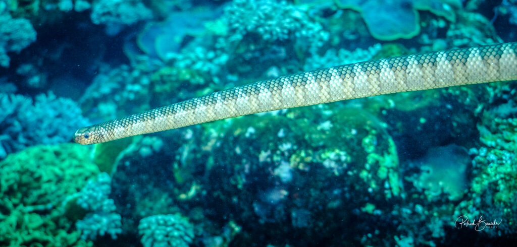 Olive Sea Snakes | Jakare Liveaboard