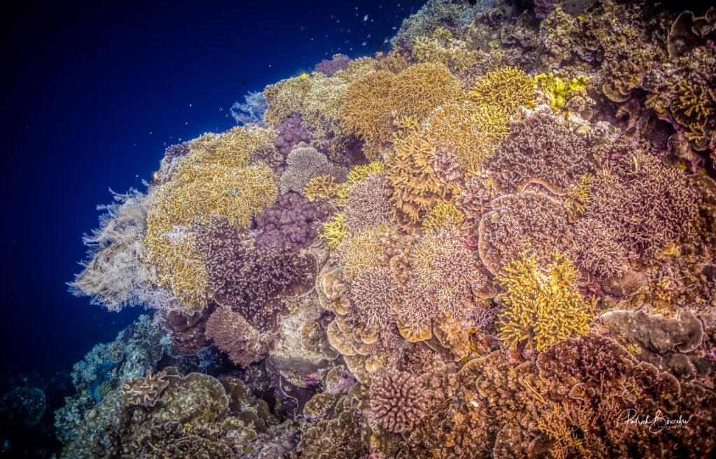The Coral Reef Garden in Banda Sea | Jakare Liveaboard