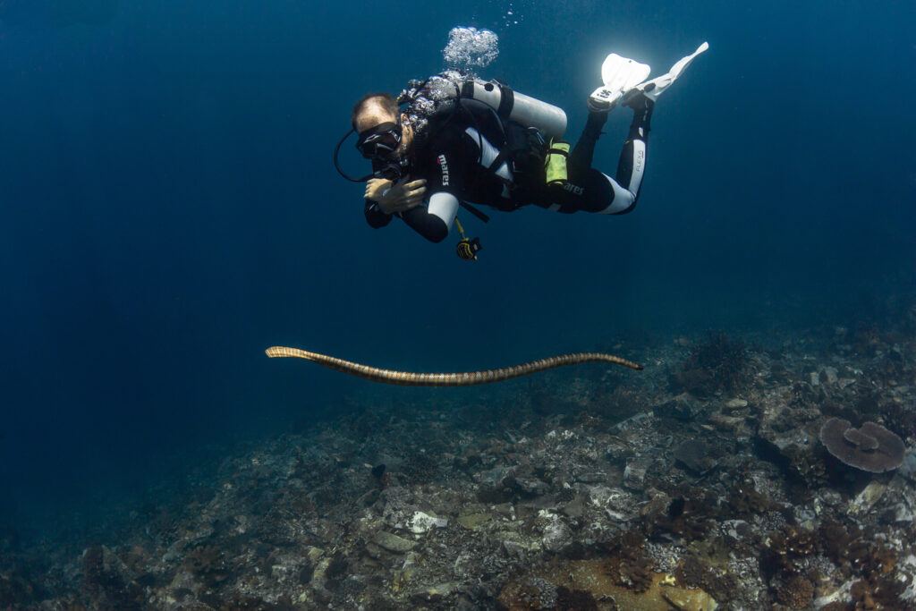 Sea Snakes The Endemic Creature of Banda Island | Jakare Liveaboard