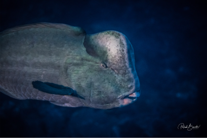 bumphead parrotfish of Banda Sea | Jakare Liveaboard