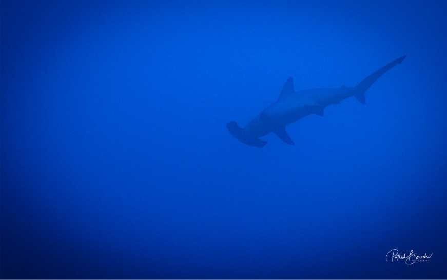 Hammerhead Shark of Banda Sea | Jakare Liveaboard
