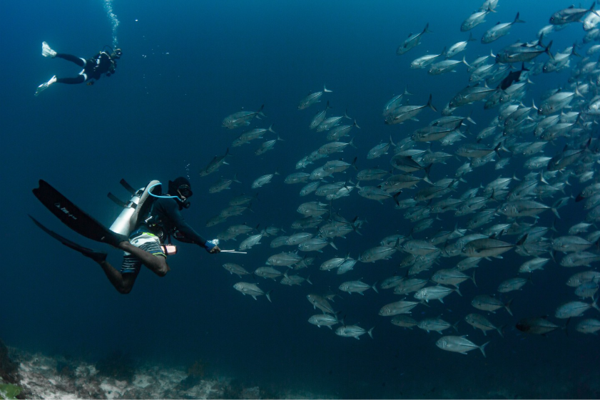 The Schooling Fish of Banda Sea | Jakare Liveaboard
