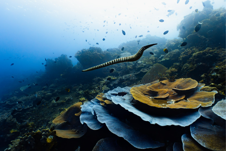 Chinese Sea Kraits of Banda Sea | Jakare Liveaboard
